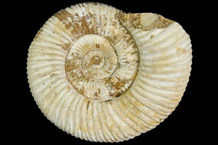 Jurassic Ammonite (Perisphinctes) Fossil - Madagascar #181997